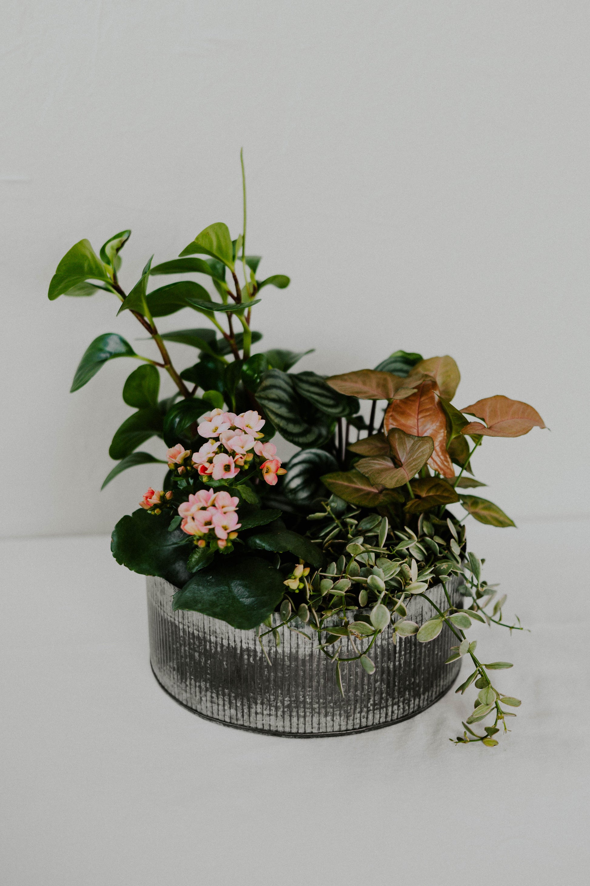 Everlasting Celebration Garden